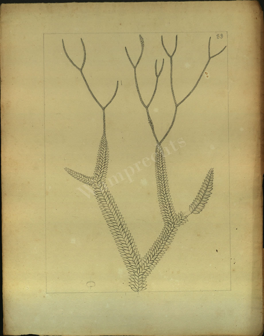 Botanical Drawings of A. Poiret