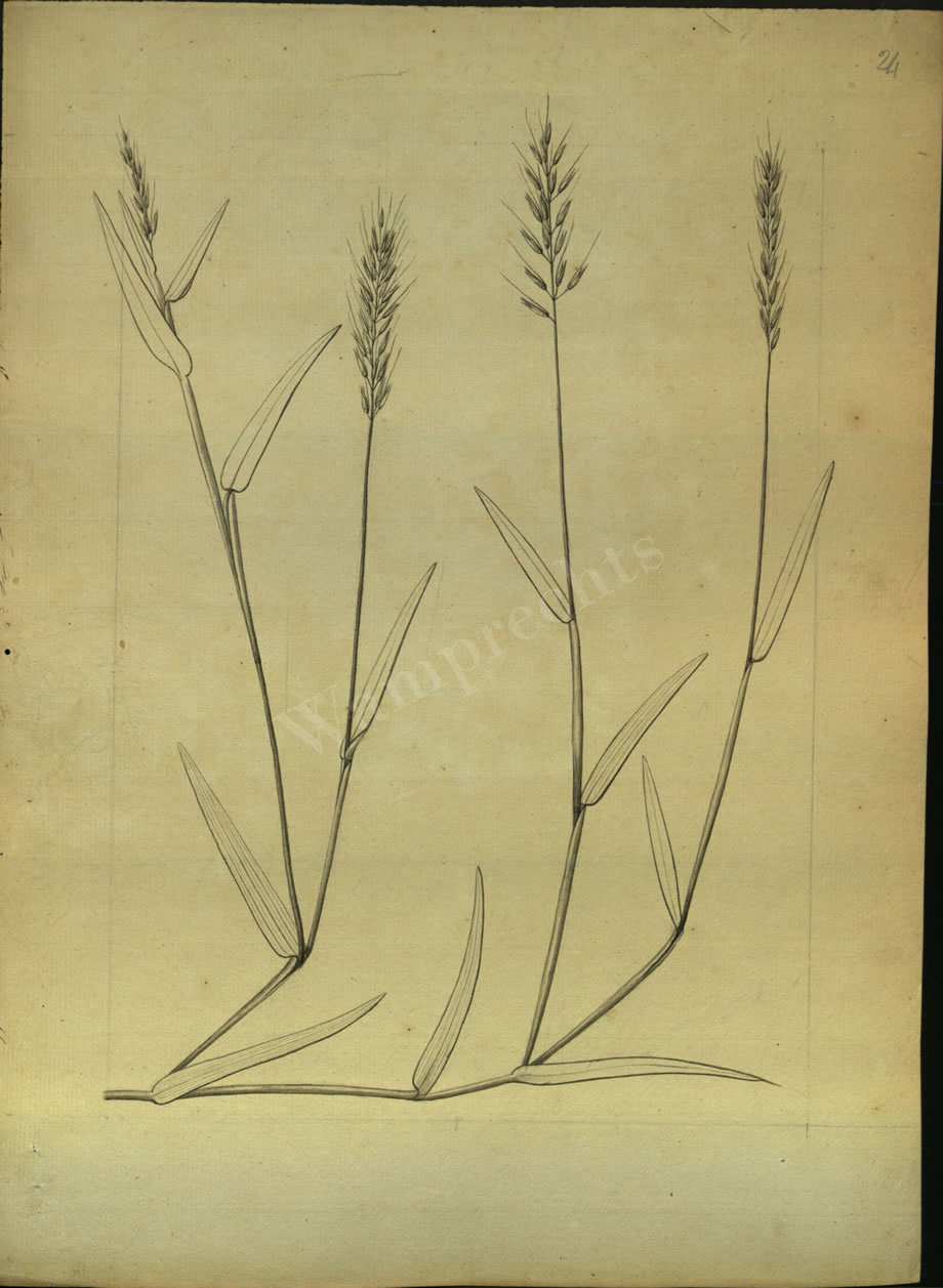 Botanical Drawings of A. Poiret