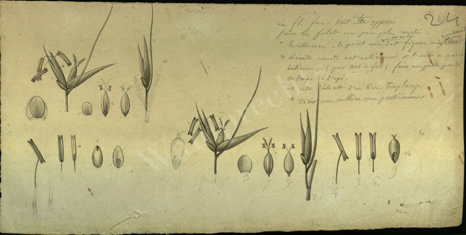 Botanical Drawings of A. Poiret