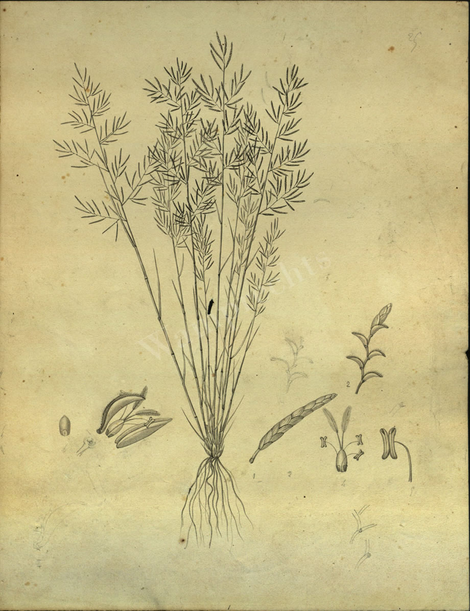 Botanical Drawings of A. Poiret