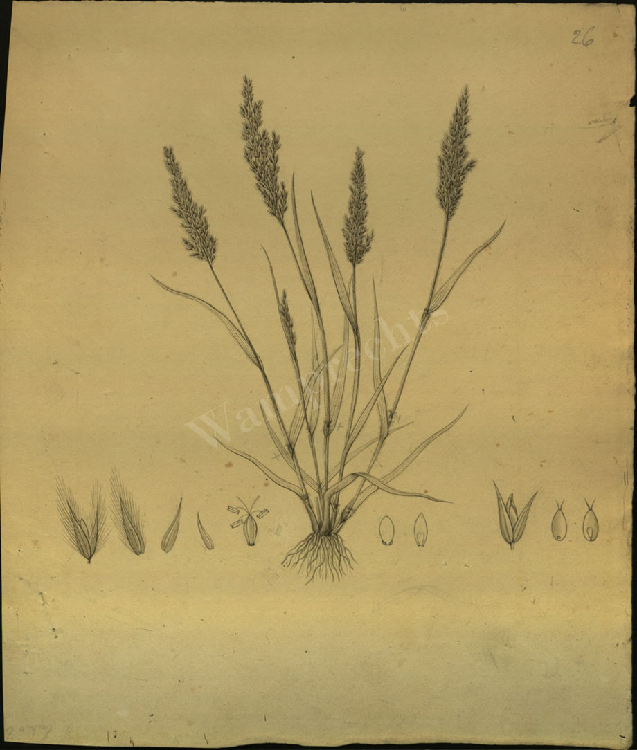 Botanical Drawings of A. Poiret