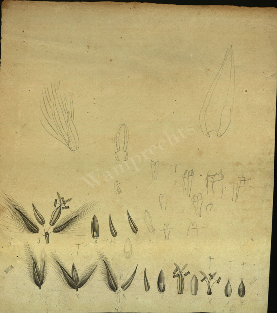 Botanical Drawings of A. Poiret