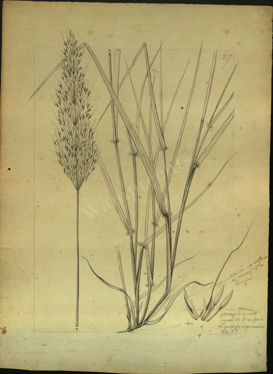 Botanical Drawings of A. Poiret