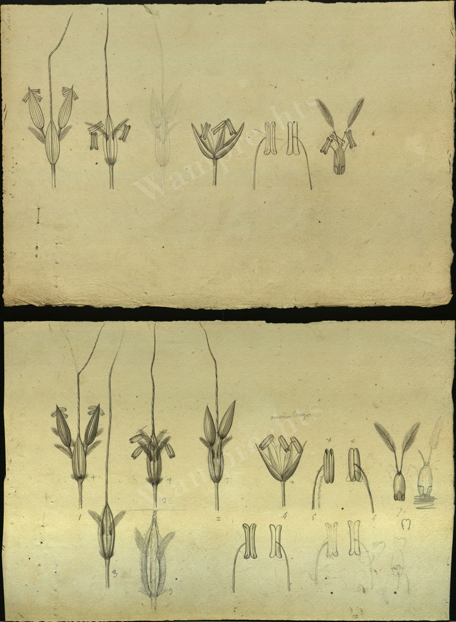 Botanical Drawings of A. Poiret