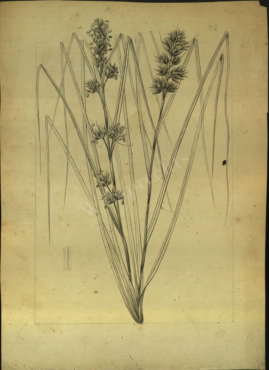 Botanical Drawings of A. Poiret