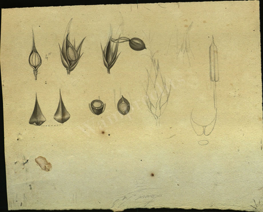 Botanical Drawings of A. Poiret