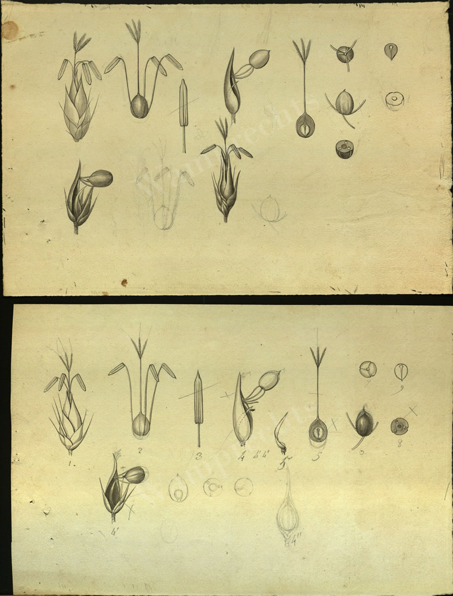 Botanical Drawings of A. Poiret