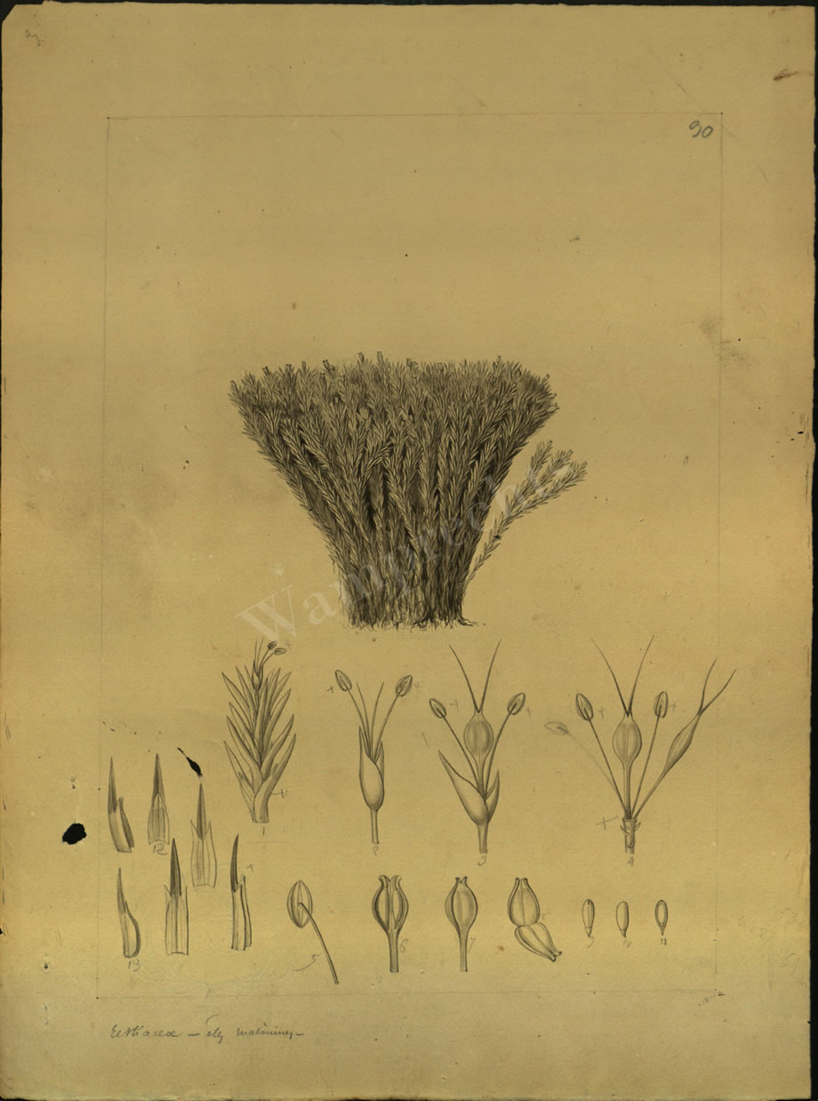 Botanical Drawings of A. Poiret