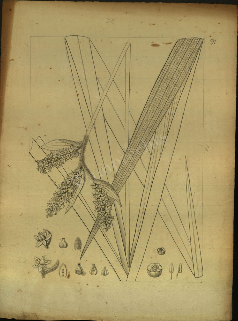 Botanical Drawings of A. Poiret