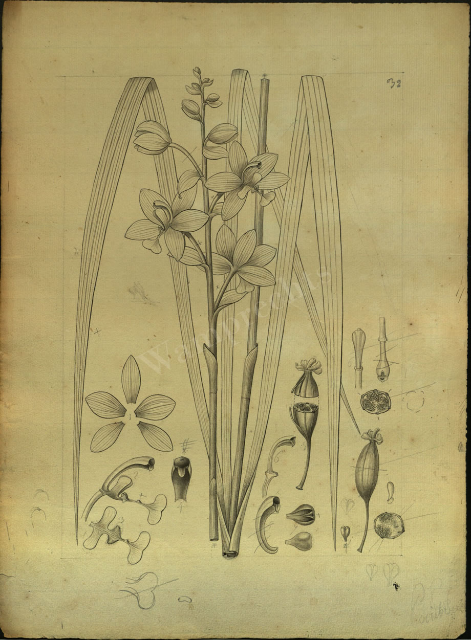 Botanical Drawings of A. Poiret