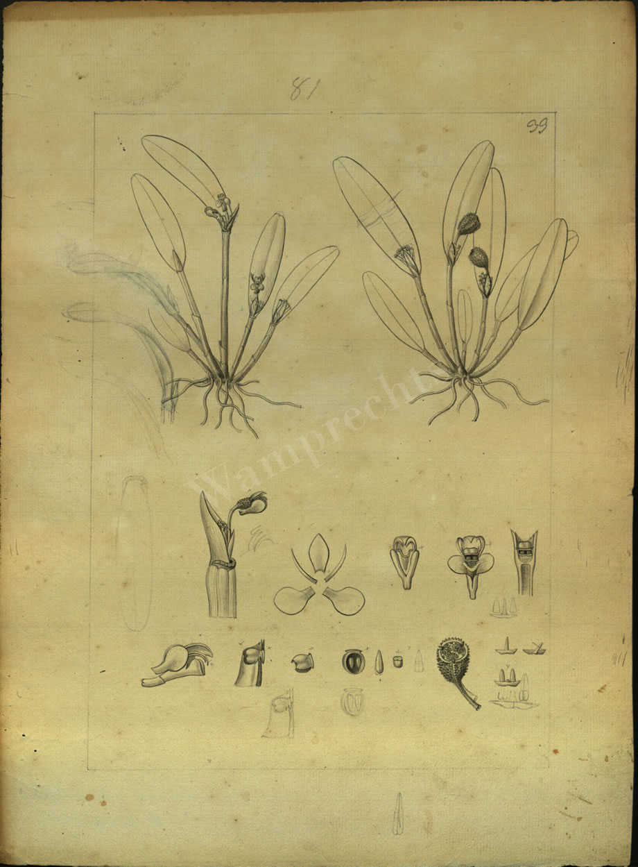 Botanical Drawings of A. Poiret