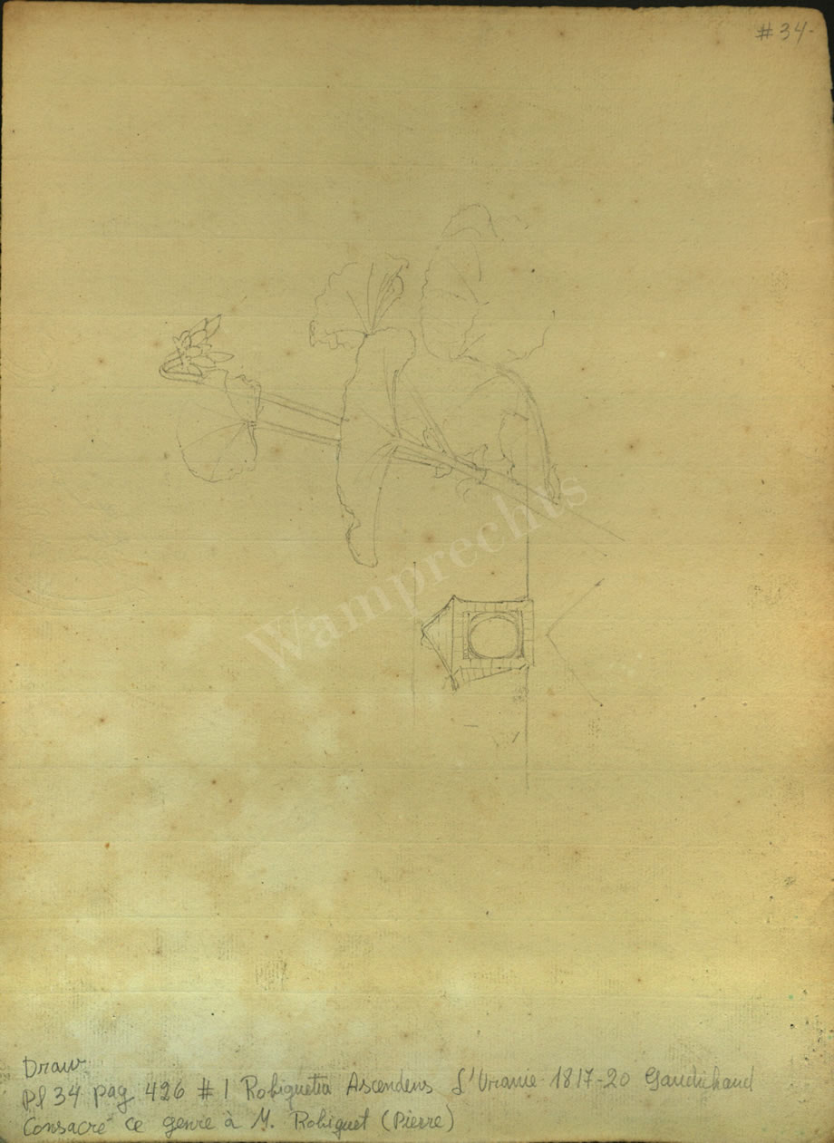 Botanical Drawings of A. Poiret