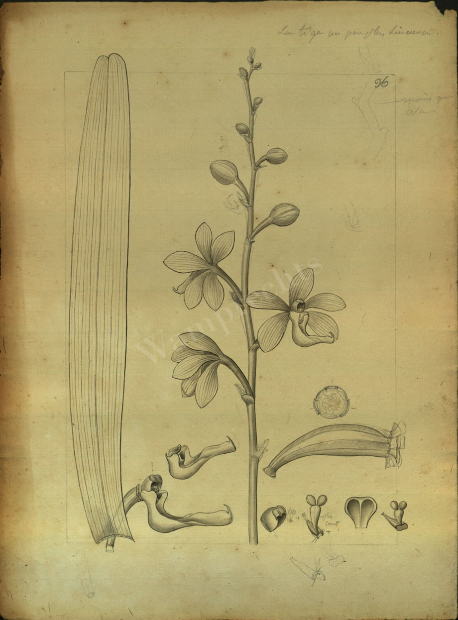 Botanical Drawings of A. Poiret