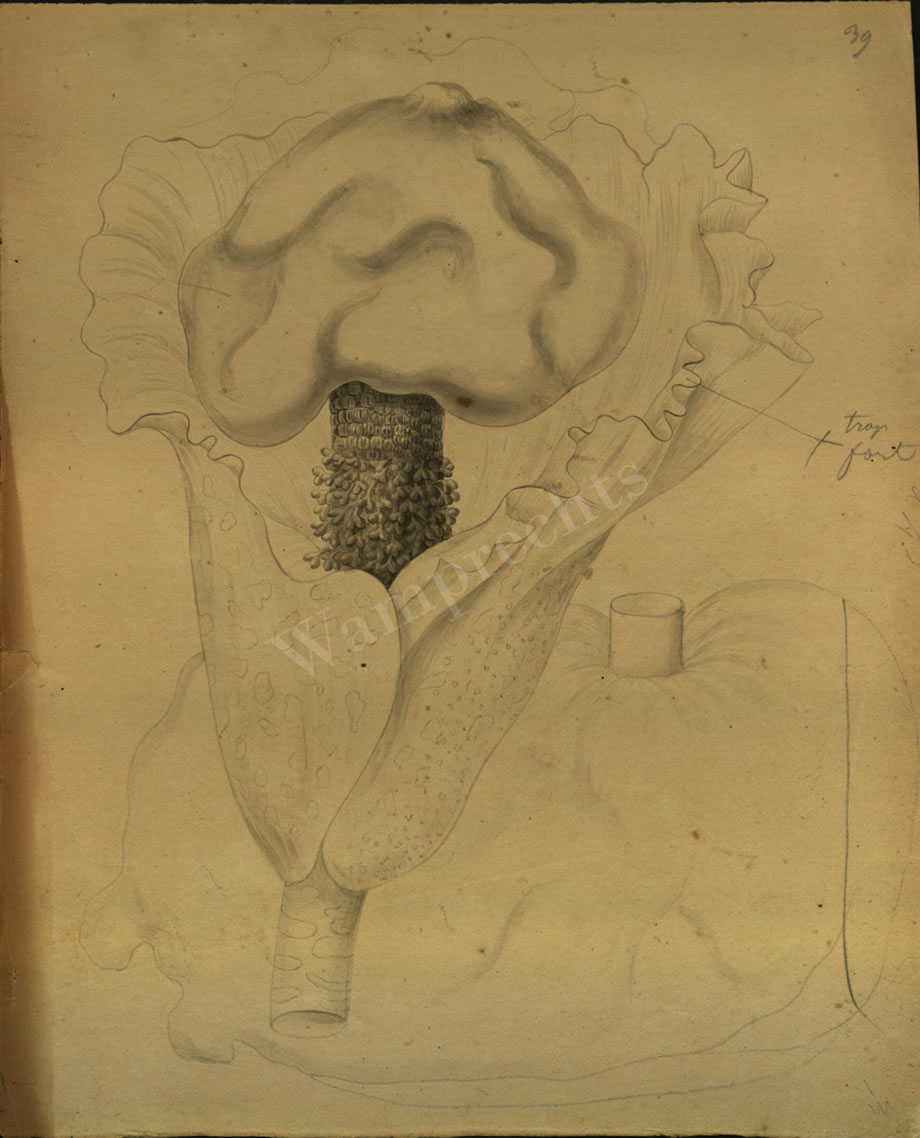 Botanical Drawings of A. Poiret