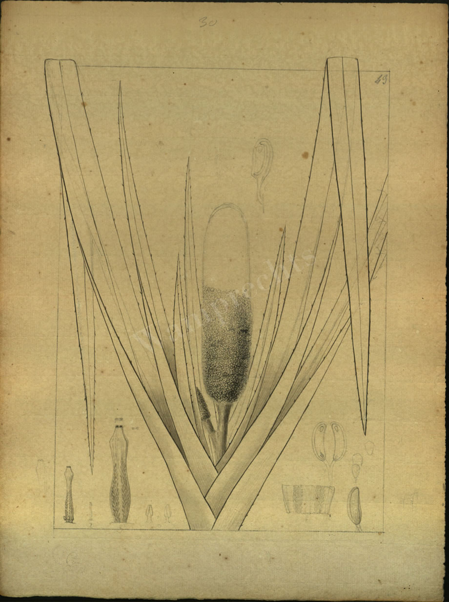 Botanical Drawings of A. Poiret
