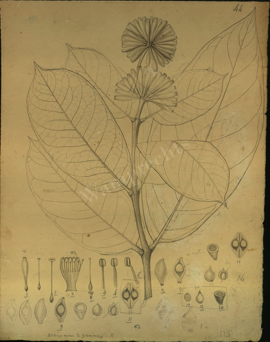 Botanical Drawings of A. Poiret