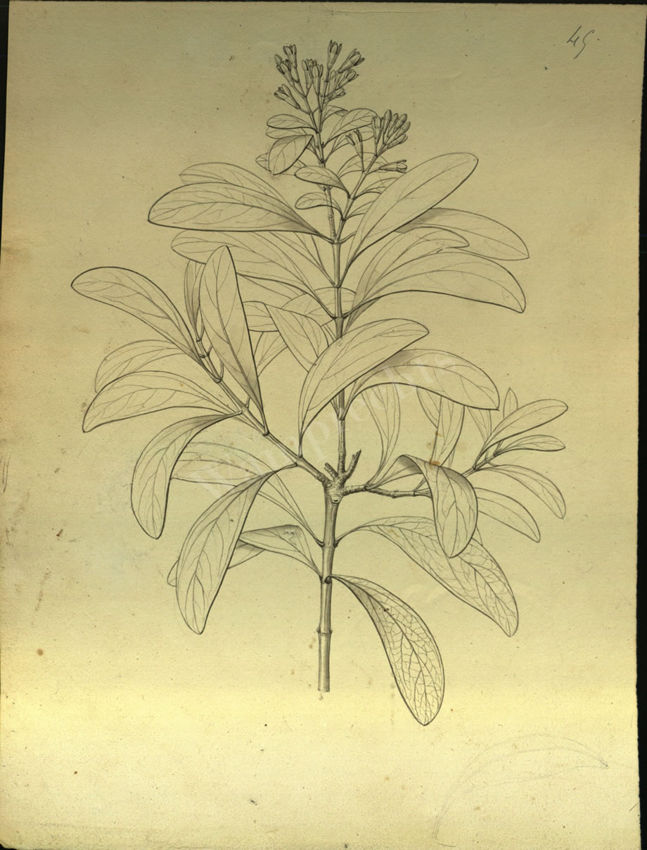 Botanical Drawings of A. Poiret