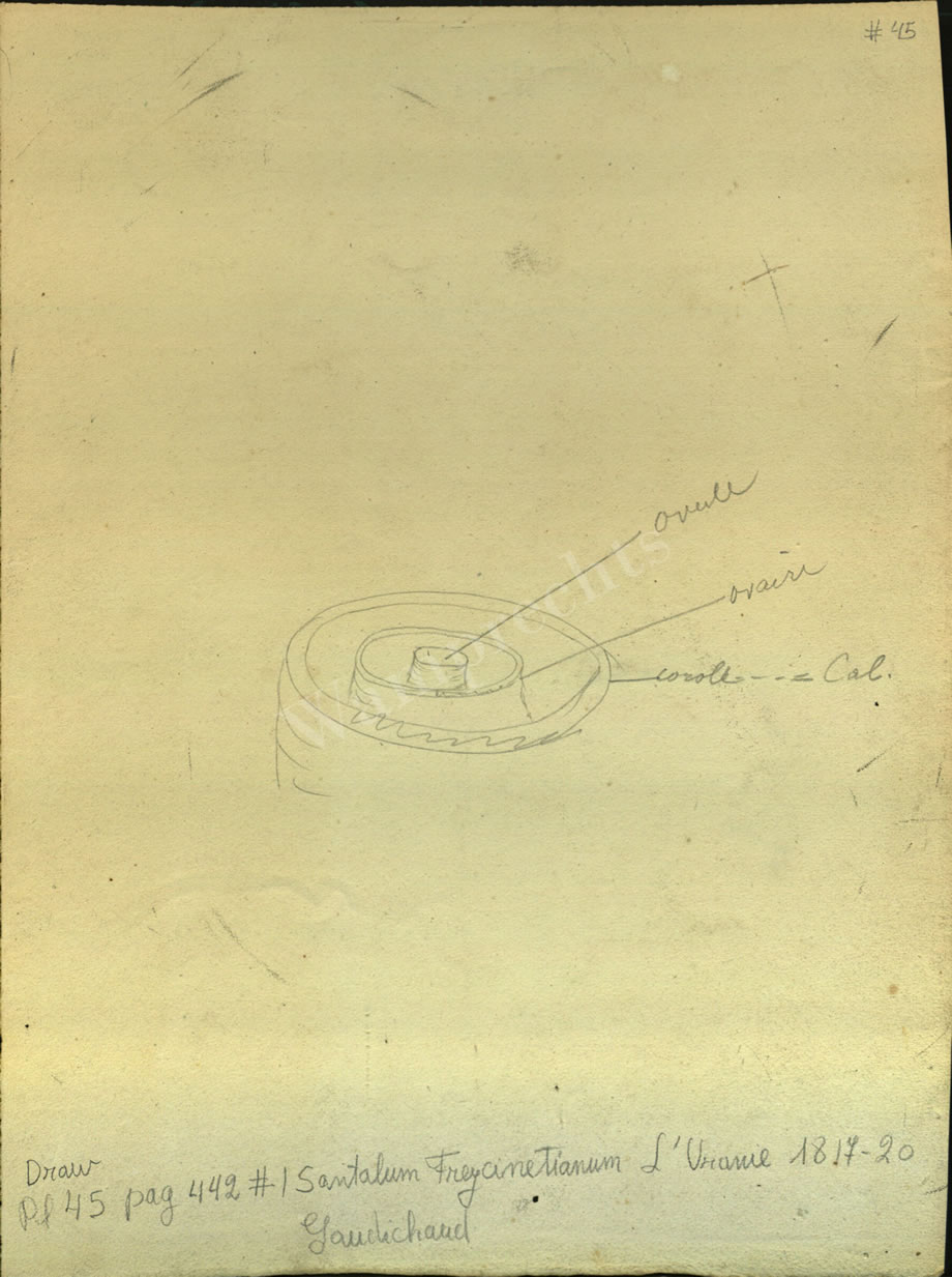 Botanical Drawings of A. Poiret
