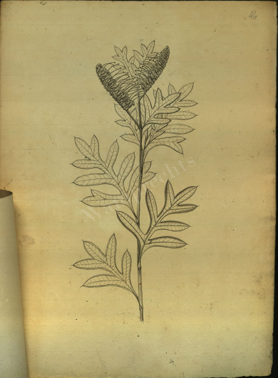 Botanical Drawings of A. Poiret