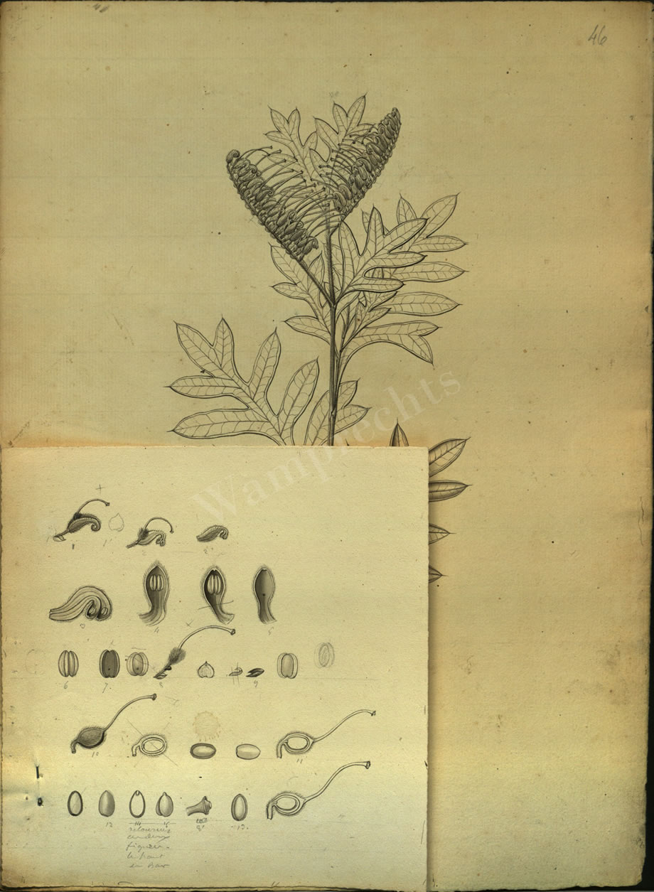 Botanical Drawings of A. Poiret
