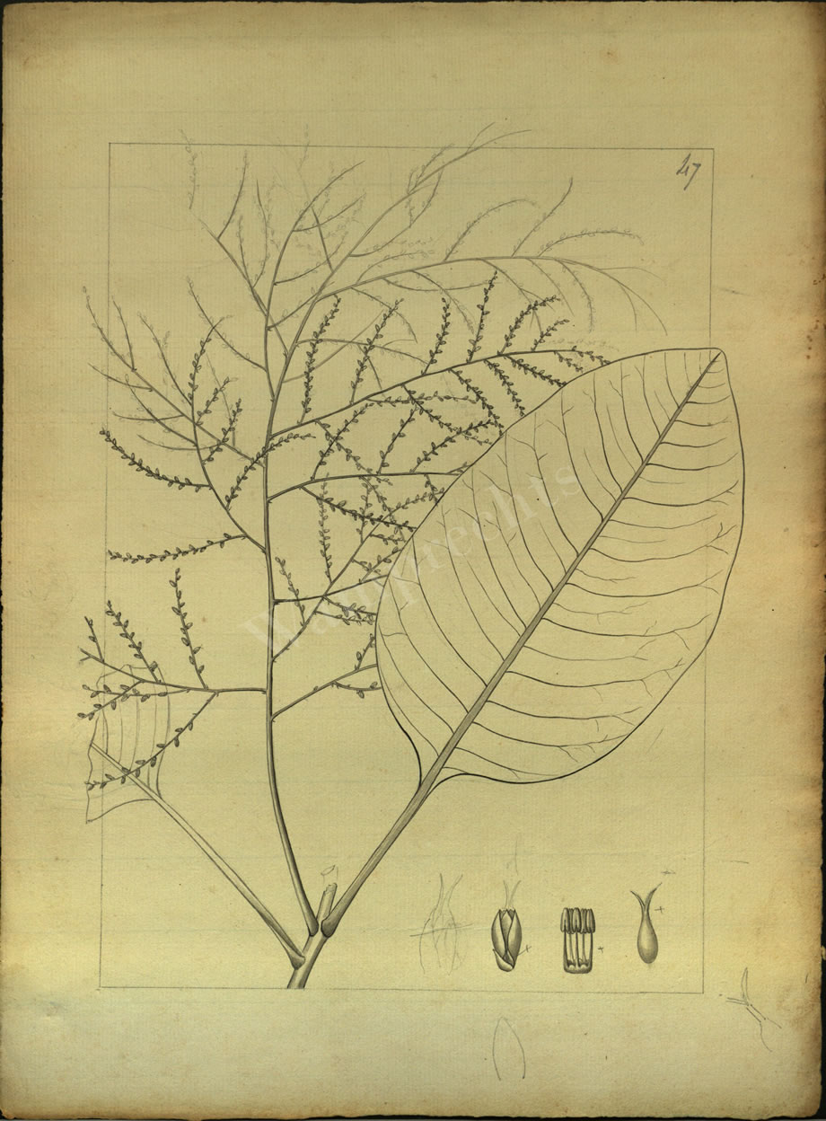 Botanical Drawings of A. Poiret