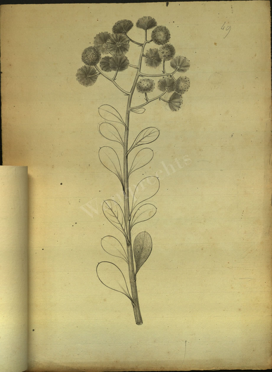 Botanical Drawings of A. Poiret