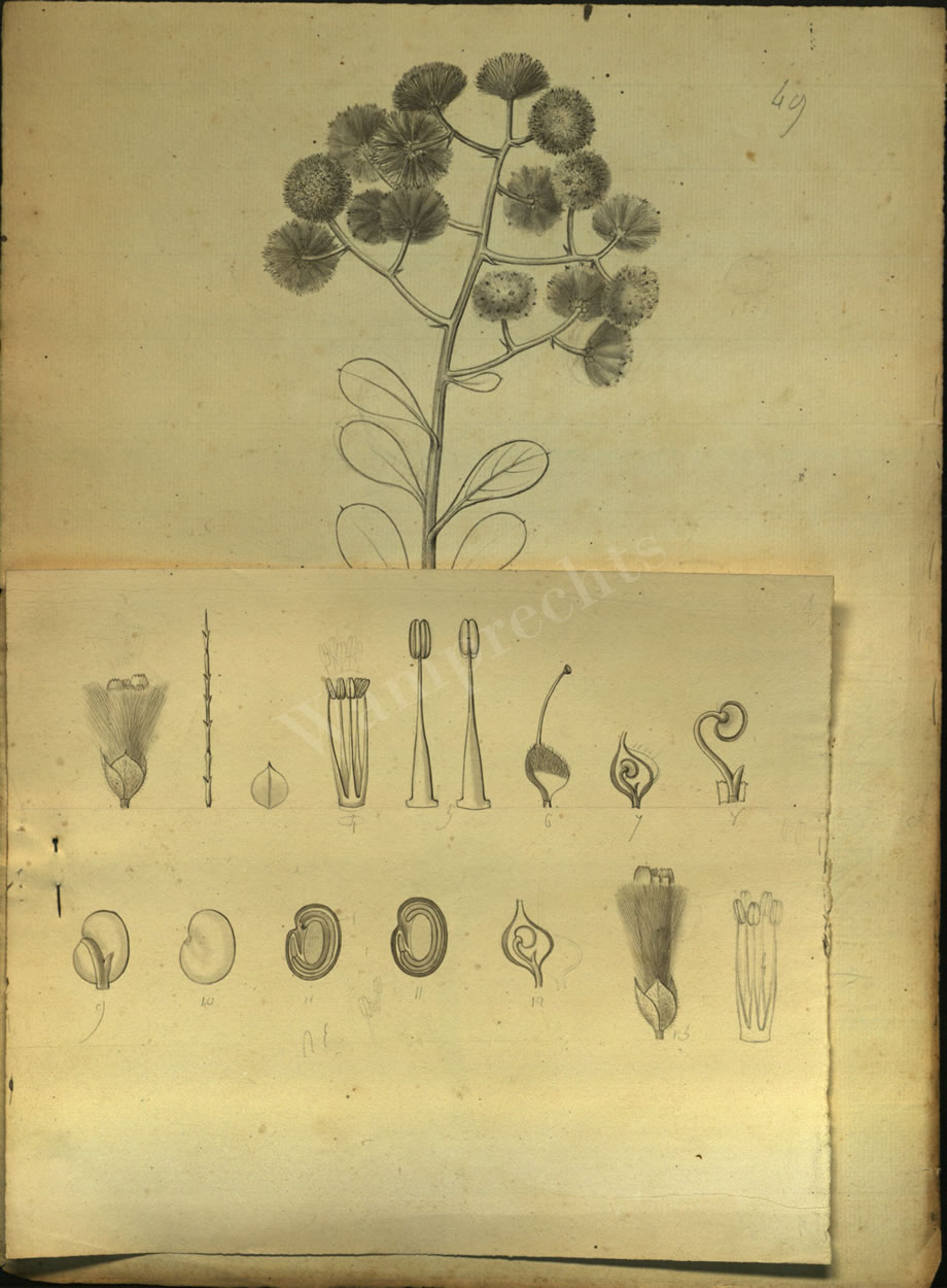 Botanical Drawings of A. Poiret