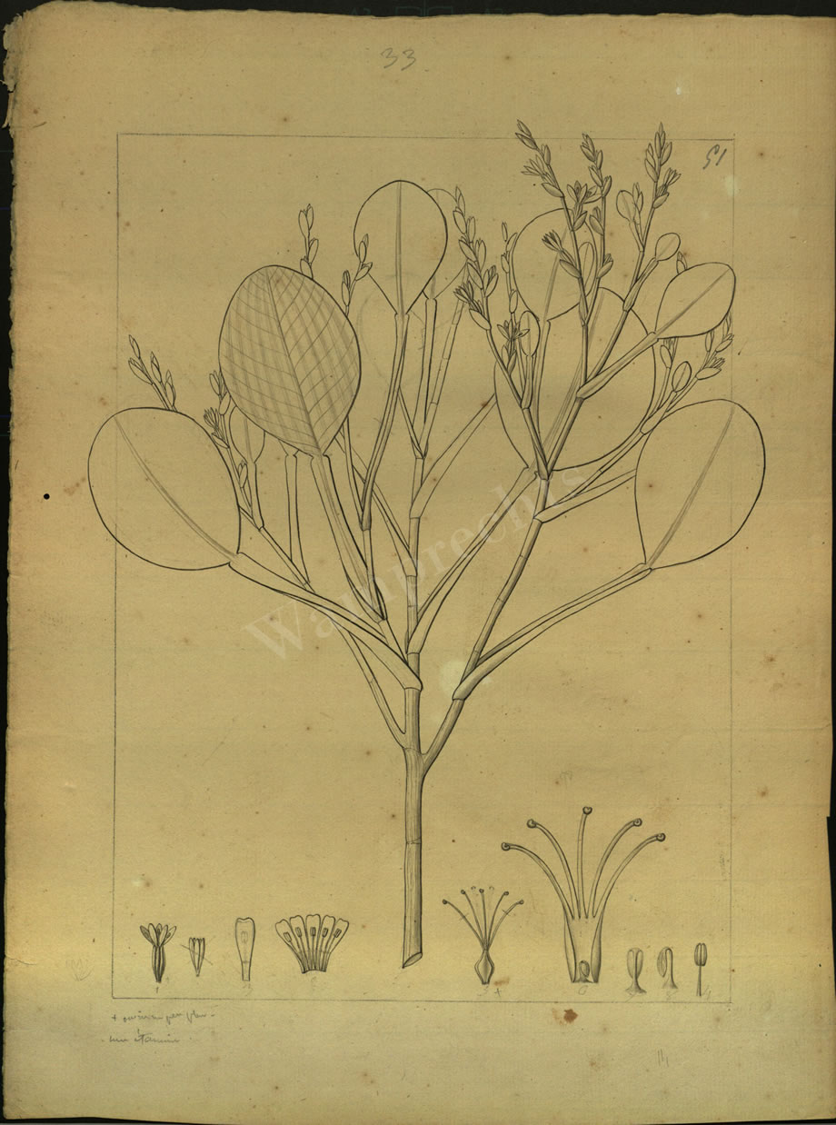 Botanical Drawings of A. Poiret