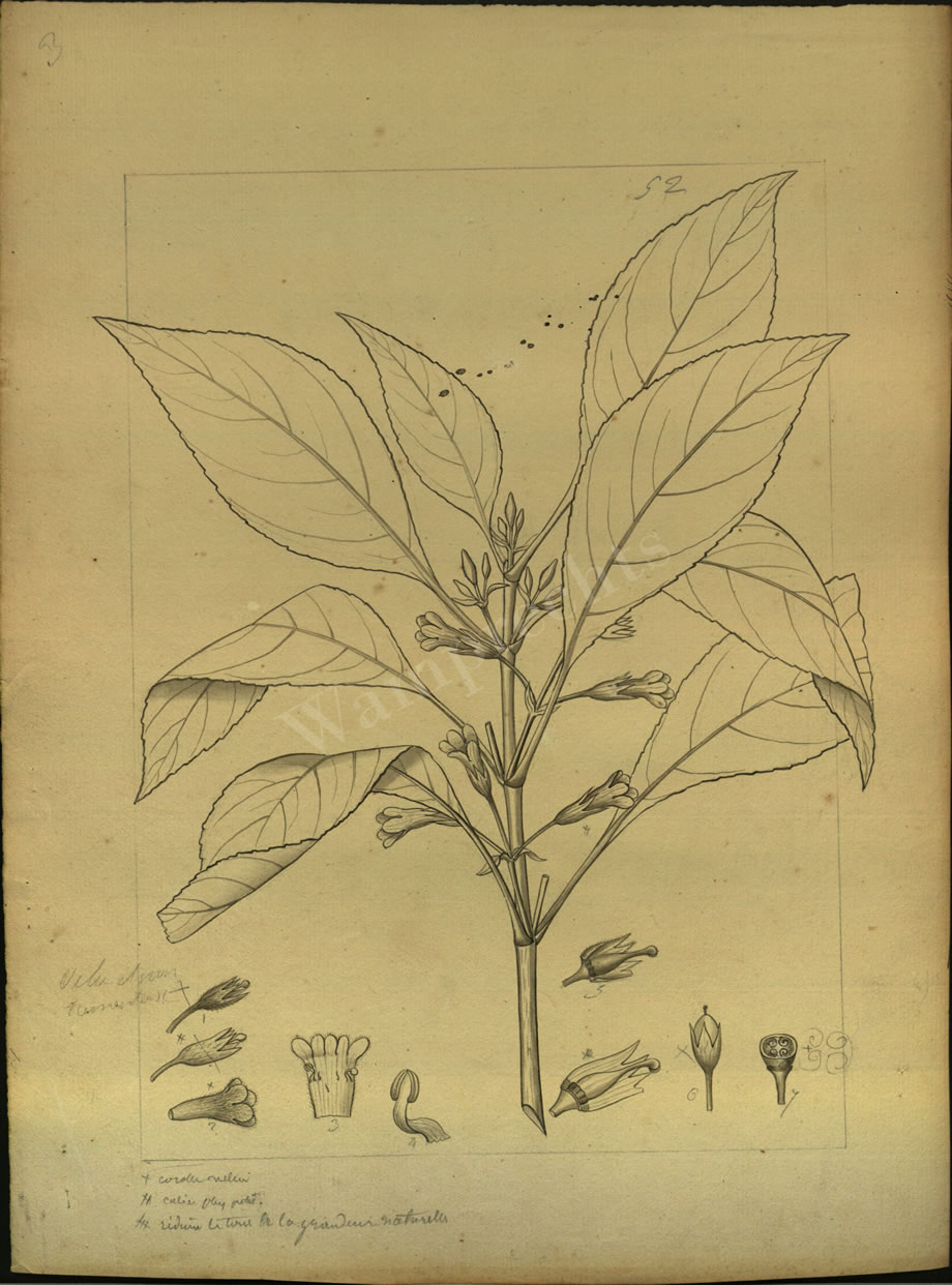 Botanical Drawings of A. Poiret