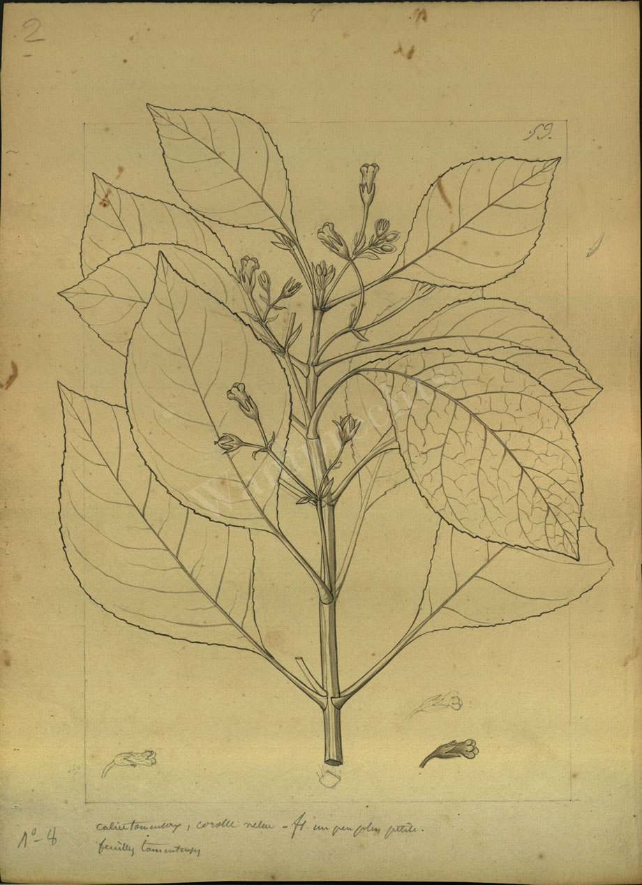 Botanical Drawings of A. Poiret