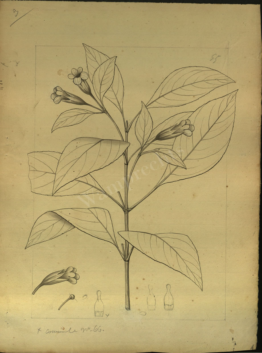 Botanical Drawings of A. Poiret