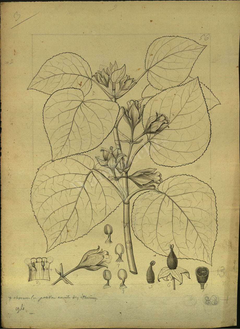 Botanical Drawings of A. Poiret