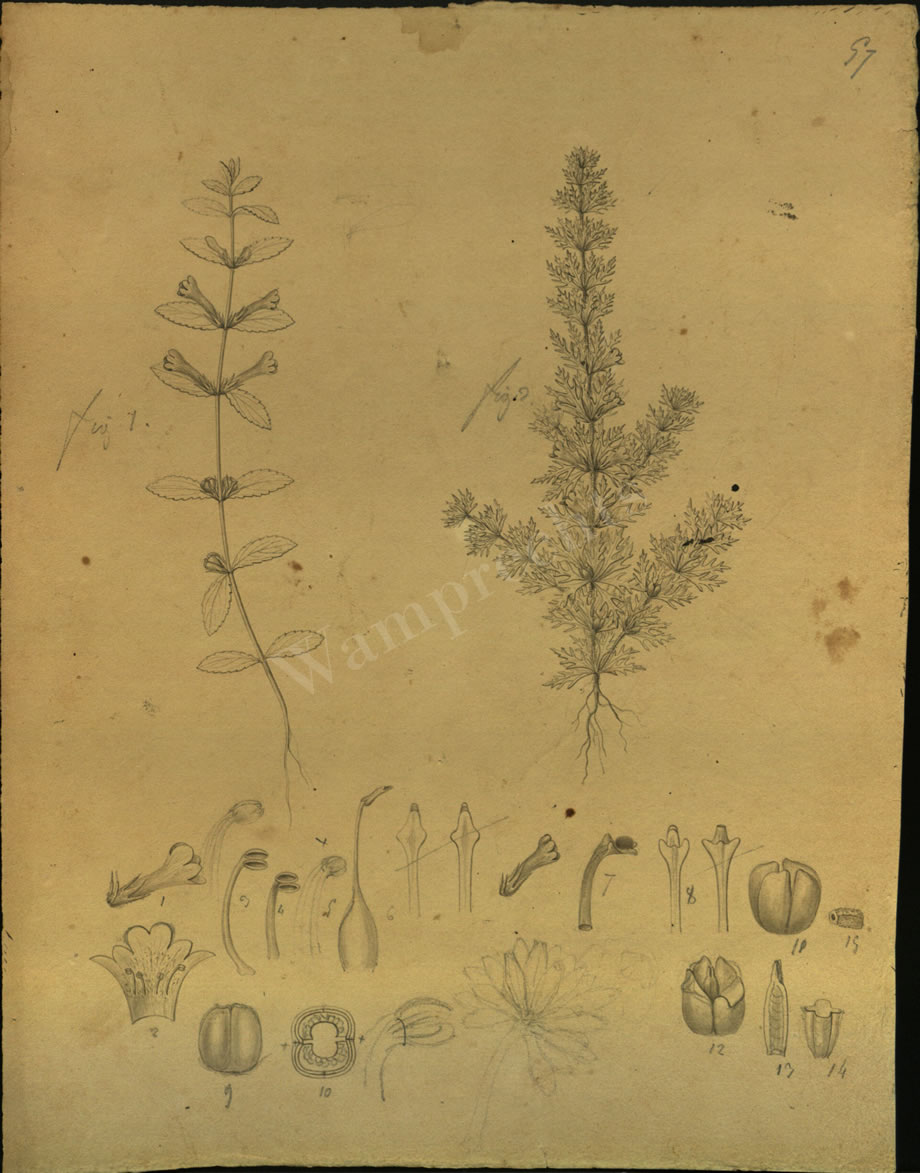 Botanical Drawings of A. Poiret