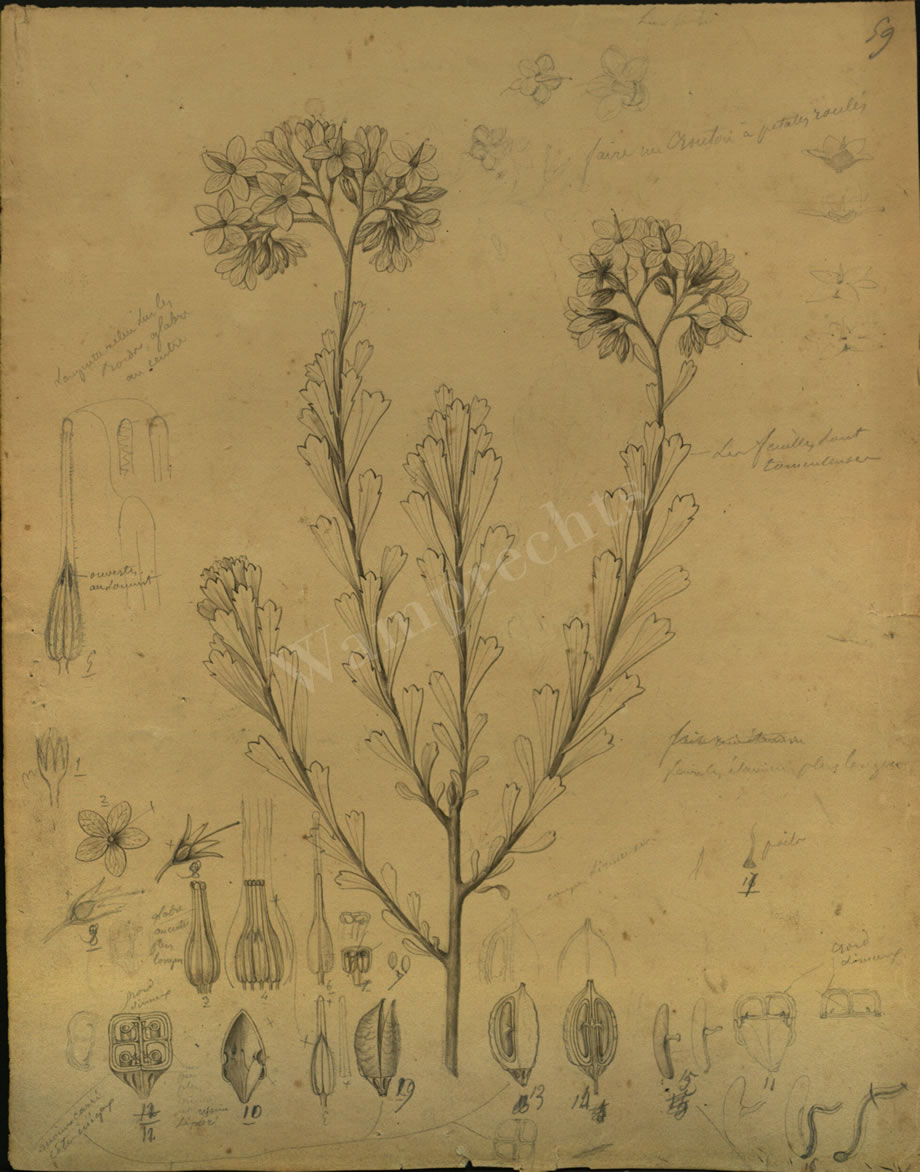 Botanical Drawings of A. Poiret