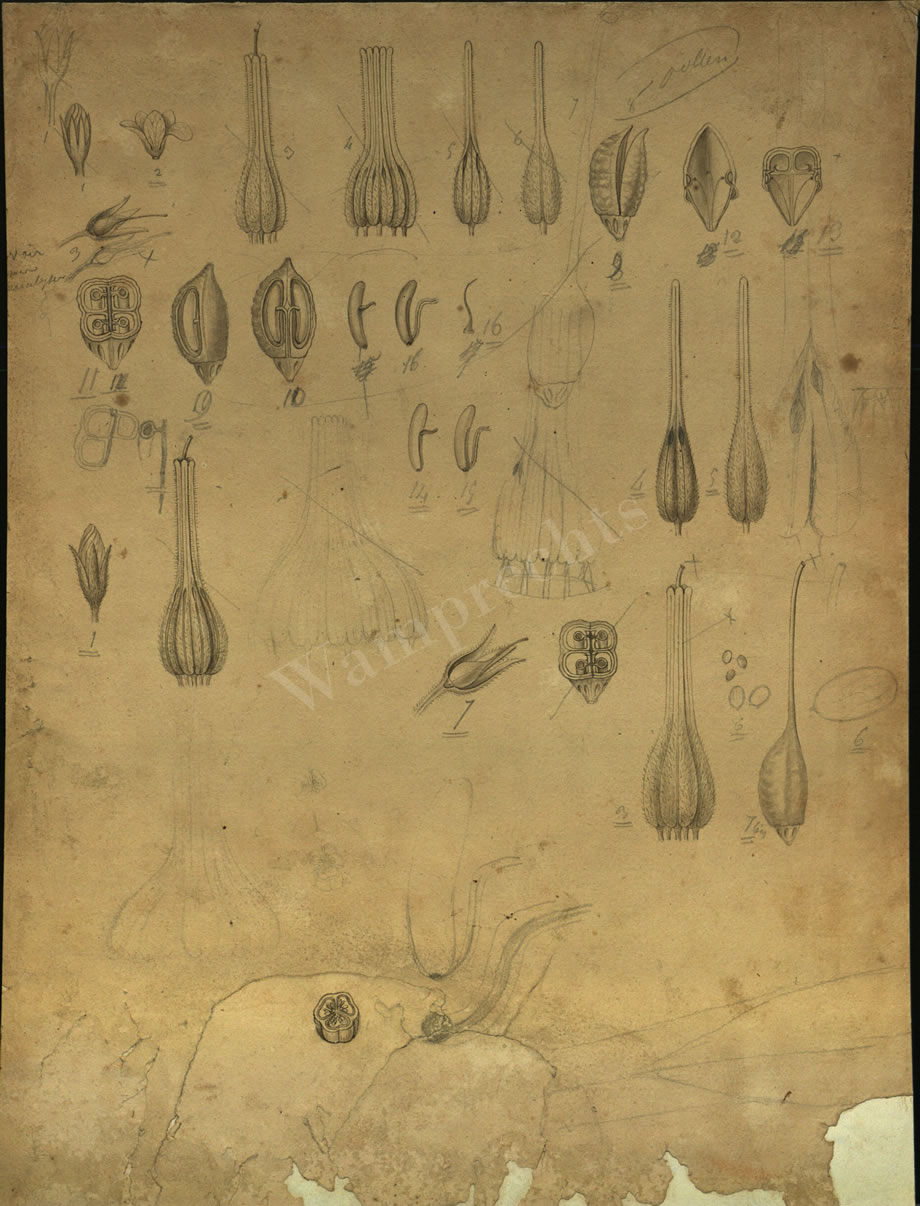 Botanical Drawings of A. Poiret