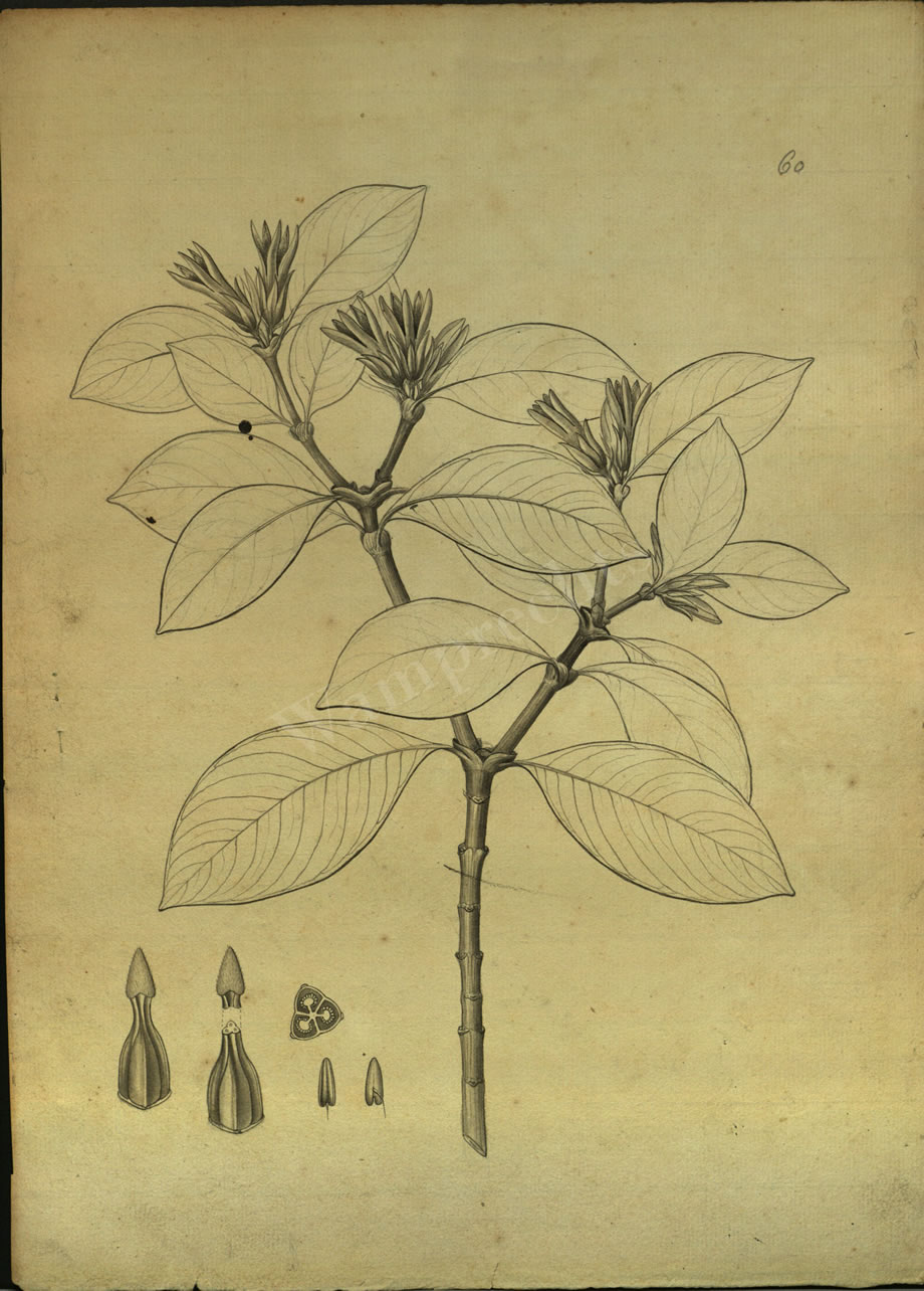 Botanical Drawings of A. Poiret