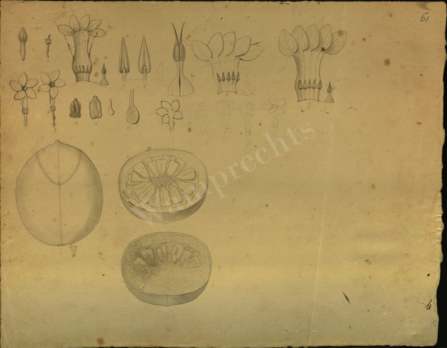 Botanical Drawings of A. Poiret