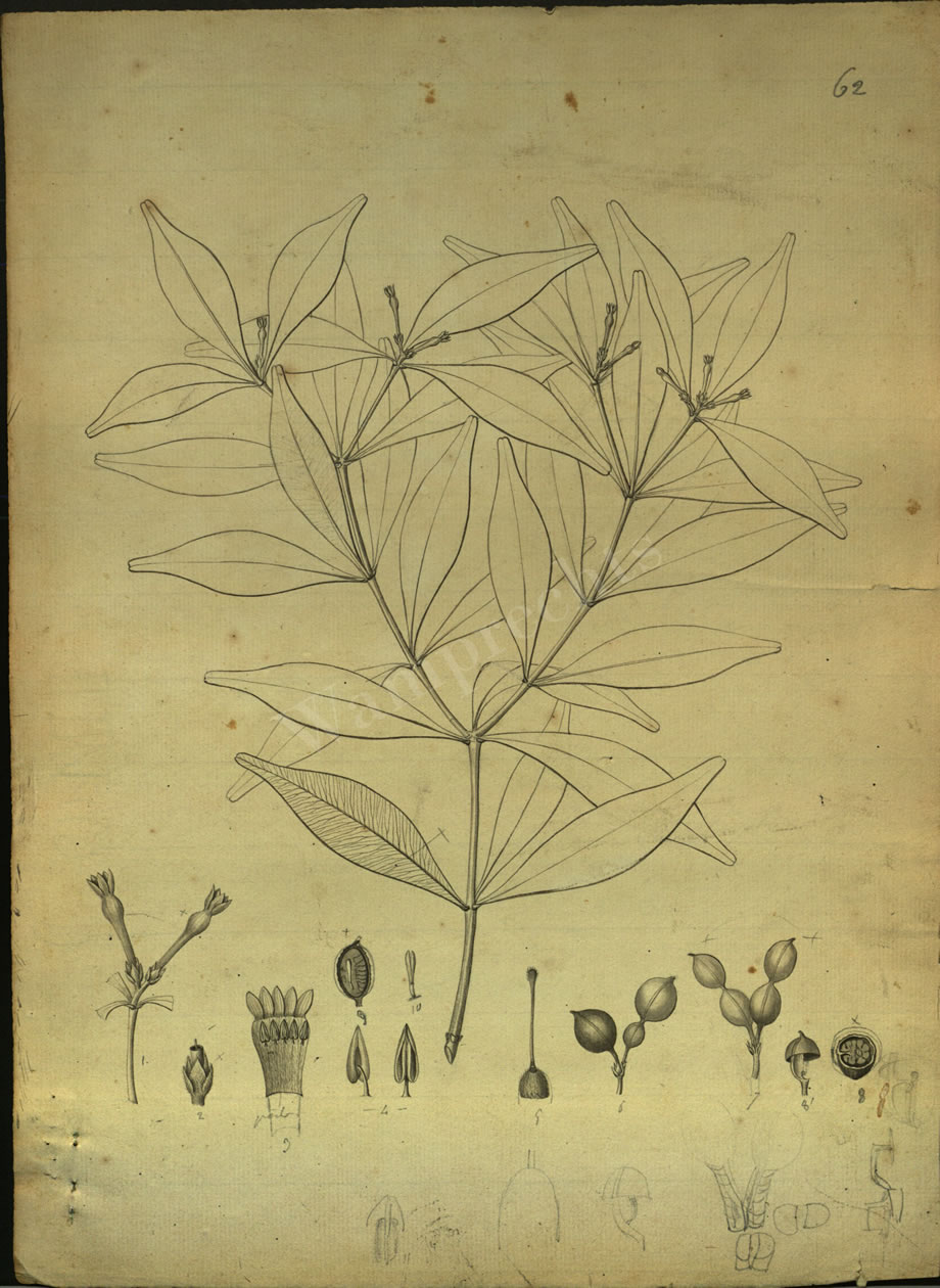 Botanical Drawings of A. Poiret