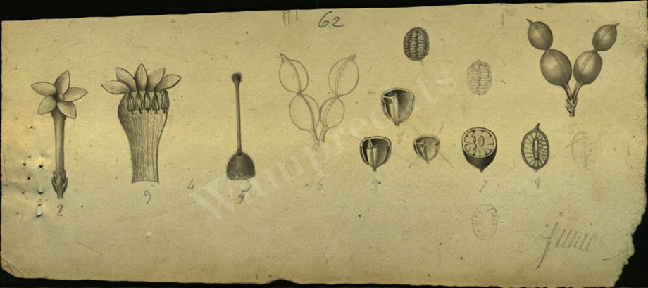 Botanical Drawings of A. Poiret