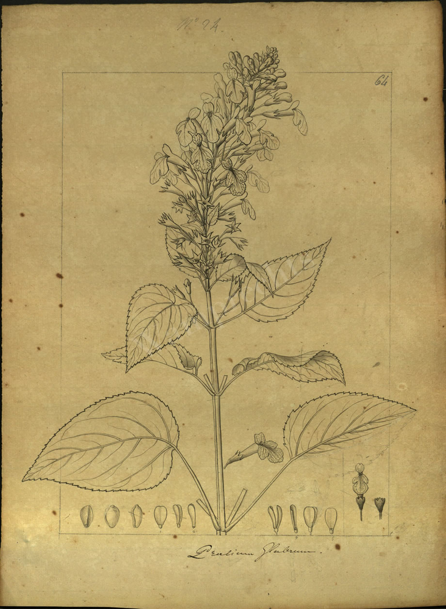 Botanical Drawings of A. Poiret