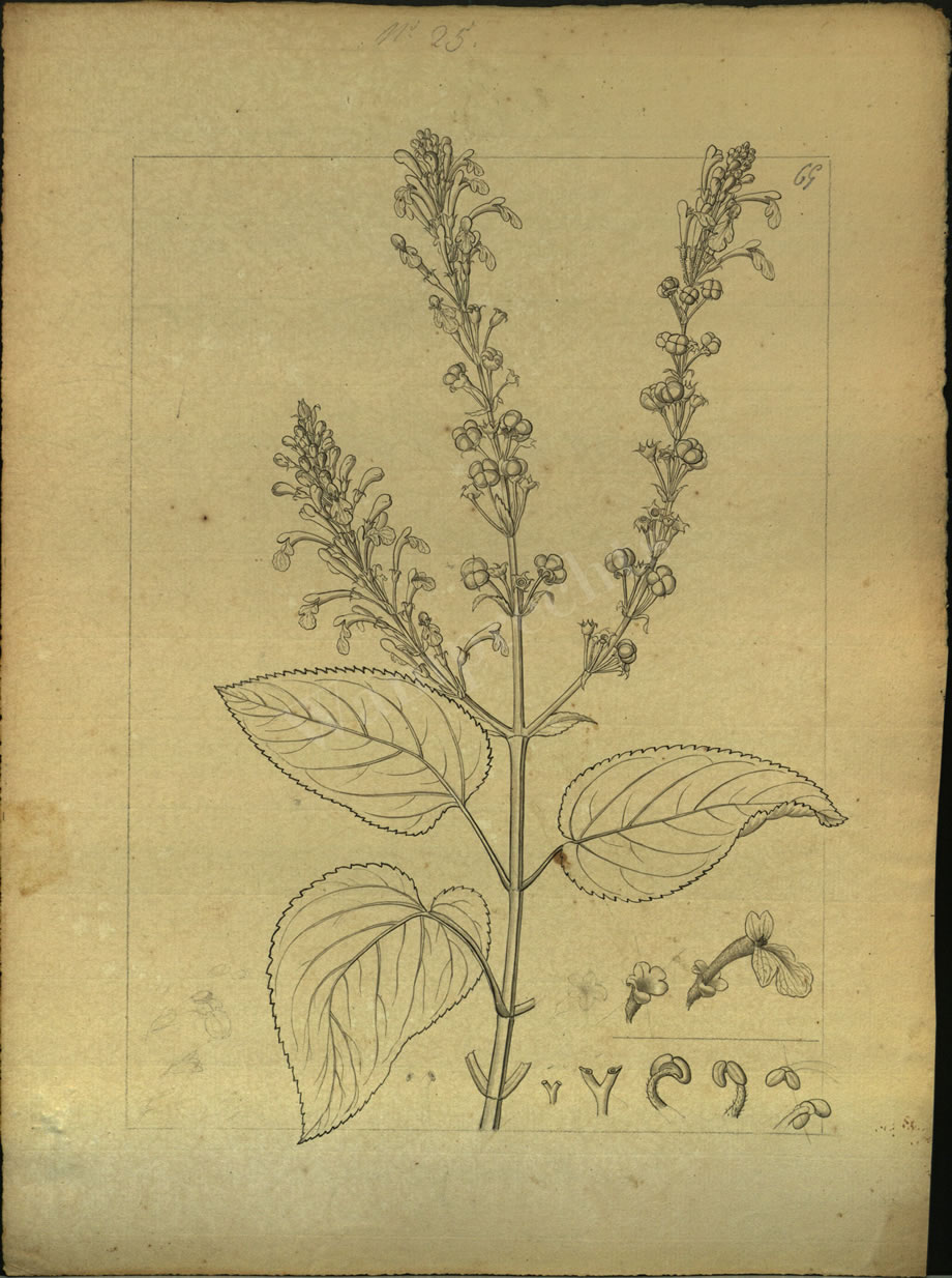 Botanical Drawings of A. Poiret