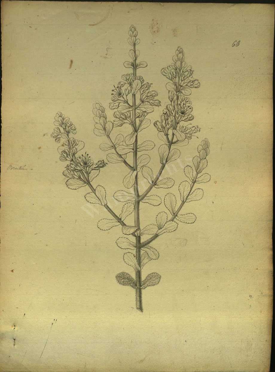Botanical Drawings of A. Poiret