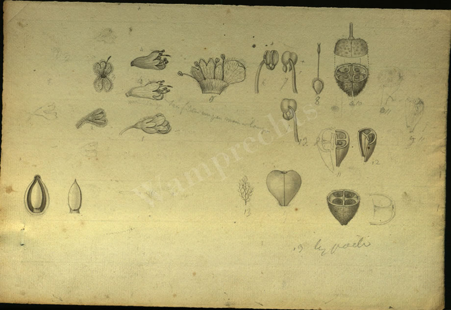 Botanical Drawings of A. Poiret