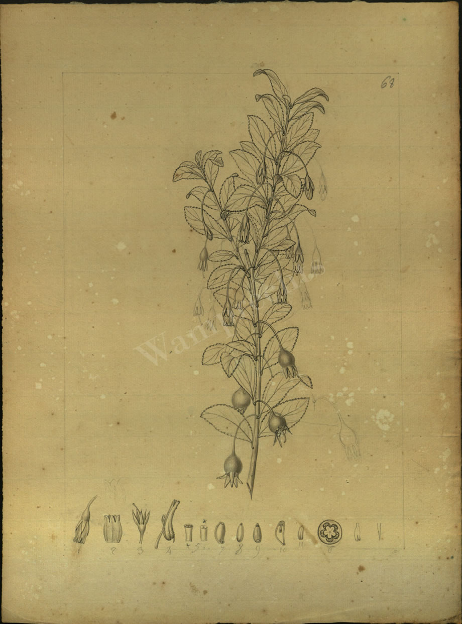 Botanical Drawings of A. Poiret