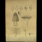 Botanical Drawings of A. Poiret