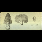 Botanical Drawings of A. Poiret