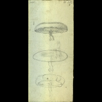 Botanical Drawings of A. Poiret