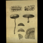 Botanical Drawings of A. Poiret