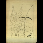 Botanical Drawings of A. Poiret