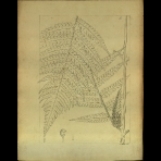 Botanical Drawings of A. Poiret